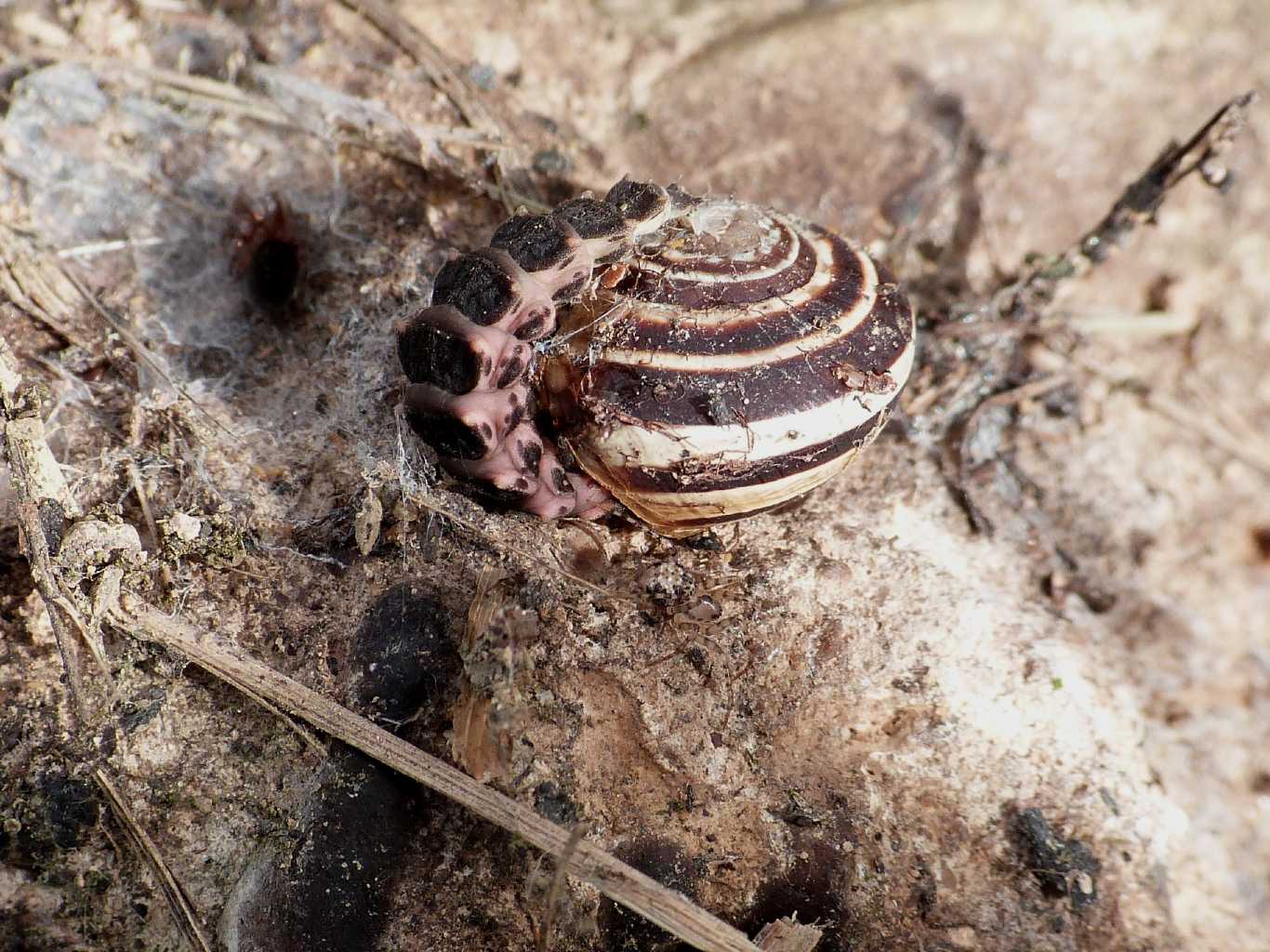 Larva di Lampiridae che mangia una chiocciola